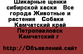 Шикарные щенки сибирской хаски - Все города Животные и растения » Собаки   . Камчатский край,Петропавловск-Камчатский г.